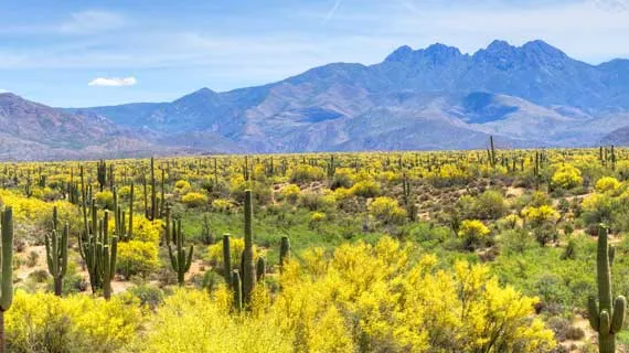 Arizona country landscape